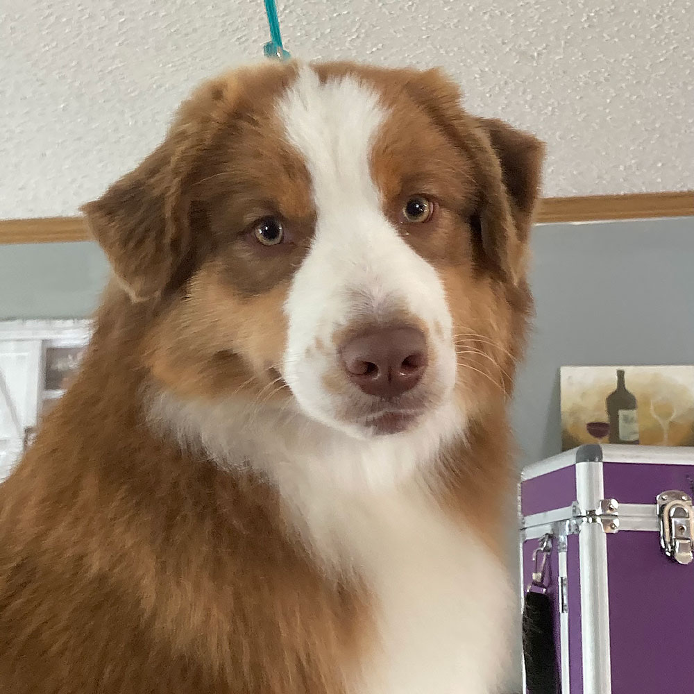 Red tri mini Australian Shepherd
