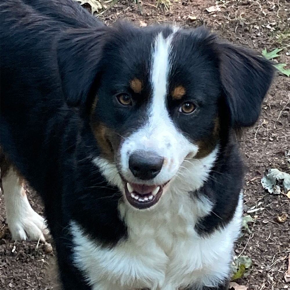Mini American Shepherd