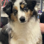 blue merle miniature american shepherd