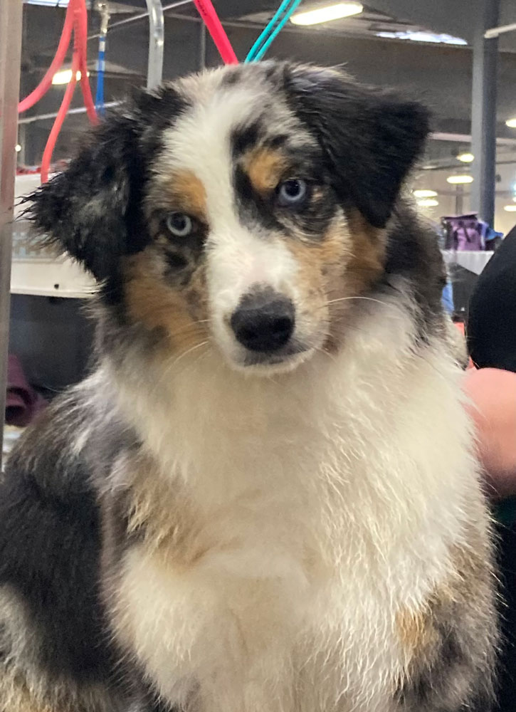 blue merle miniature american shepherd