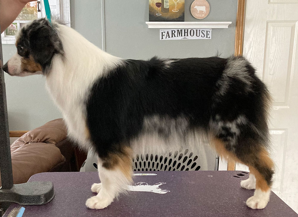 Miniature american shepherd small