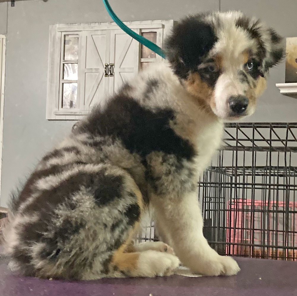 Mini aussie puppy