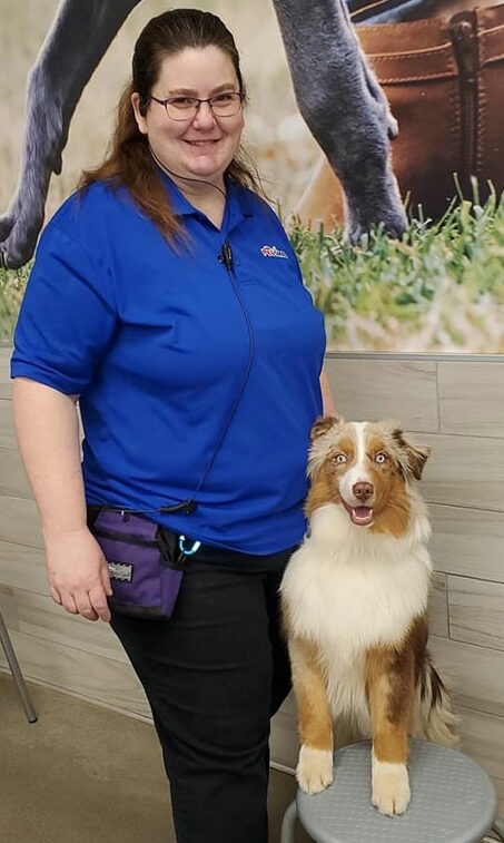 Miniature American shepherd breeder