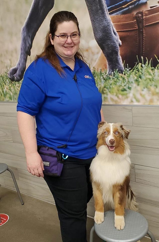Miniature American shepherd with breeder