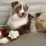 versatile miniature american shepherd