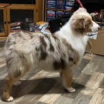 titled Red Merle mini aussie