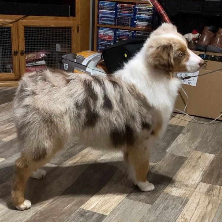 Red Merle miniature american shepherd