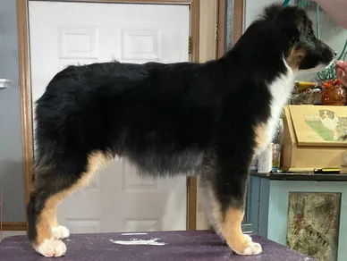 black tri stud dog