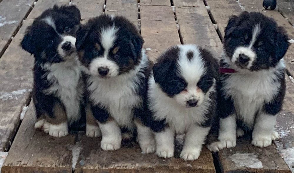 4 black and white pups