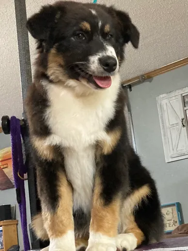 black tri mini aussie shepherd