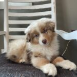 miniature american shepherd puppy minnesota