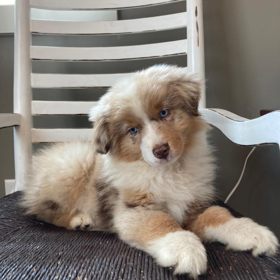 miniature american shepherd puppy