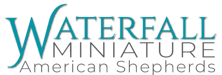 Waterfall Miniature American Shepherds logo