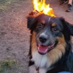 mini australian shepherd minnesota