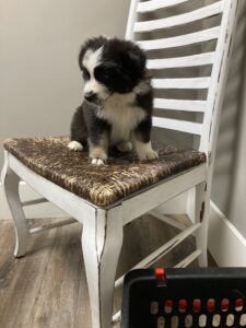 available miniature australian shepherd puppy