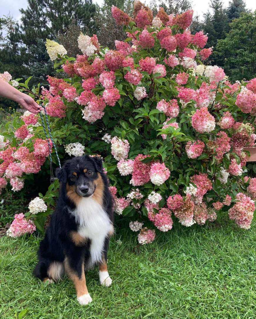 miniature American shepherd stud