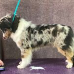miniature american shepherd adolescent