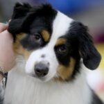 miniature american shepherd in Illinois