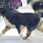 miniature american shepherd moving Oklahona