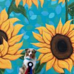 miniature american shepherd nose work minnesota
