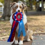 miniature american shepherd winner Tennessee