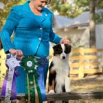 Tennessee miniature american shepherd breeder