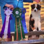 2022 miniature american shepherd Tennessee