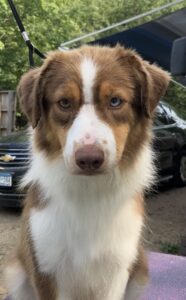 red tri miniature american shepherd blue eye
