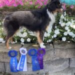 ukc champion miniature american shepherd