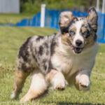 miniature american shepherd fastcat
