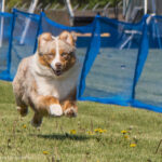 Miniature American Shepherd Cambridge Minnesota
