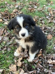 blue eyed black tri mini aussie wisconsin