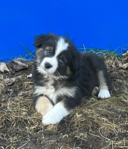 blue eyes mini aussie puppy