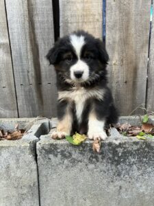 black tri mini american shepherd puppy