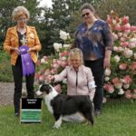 miniature american shepherd Minneapolis