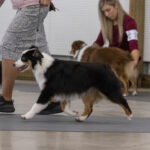 miniature american shepherd movement