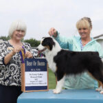 Best of breed miniature american shepherd
