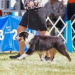 champion miniature american shepherd female