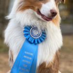 Miniature american shepherd temperament test