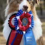 miniature american shepherd nationals