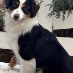 beautiful miniature american shepherd girl