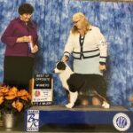 best miniature american shepherd female