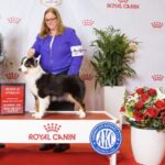 reserve royal canin miniature american shepherd bitch
