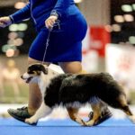 miniature american shepherd royal canin