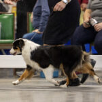 moving miniature american shepherd female