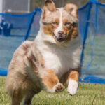 miniature American shepherd fastcat