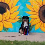 black tri miniature american shepherd stud