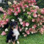 miniature australian shepherd stud